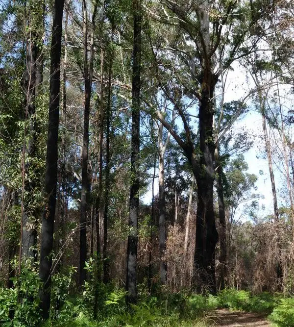 Doonan Creek: North Bushland Loop