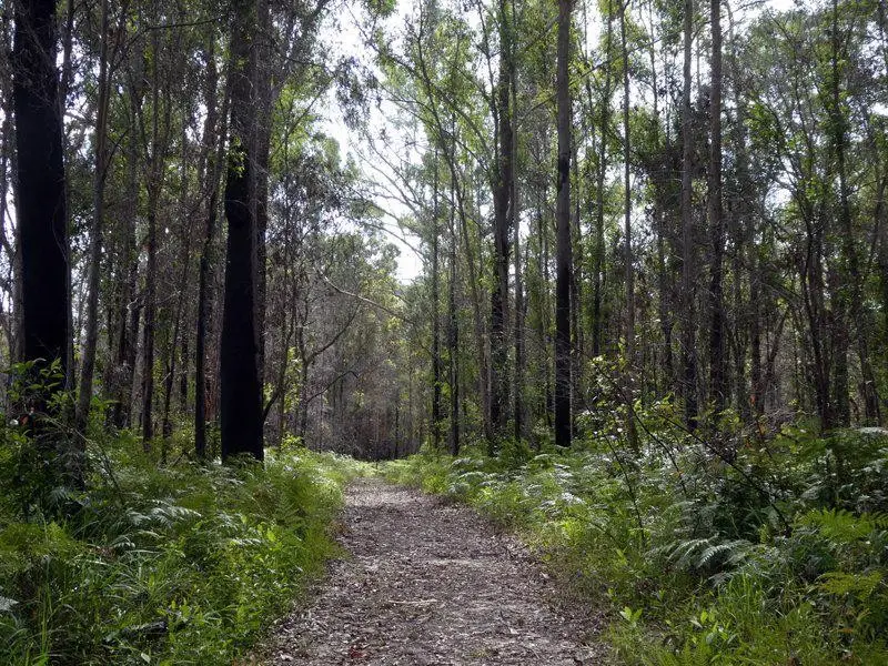 Doonan Creek: North Bushland Loop