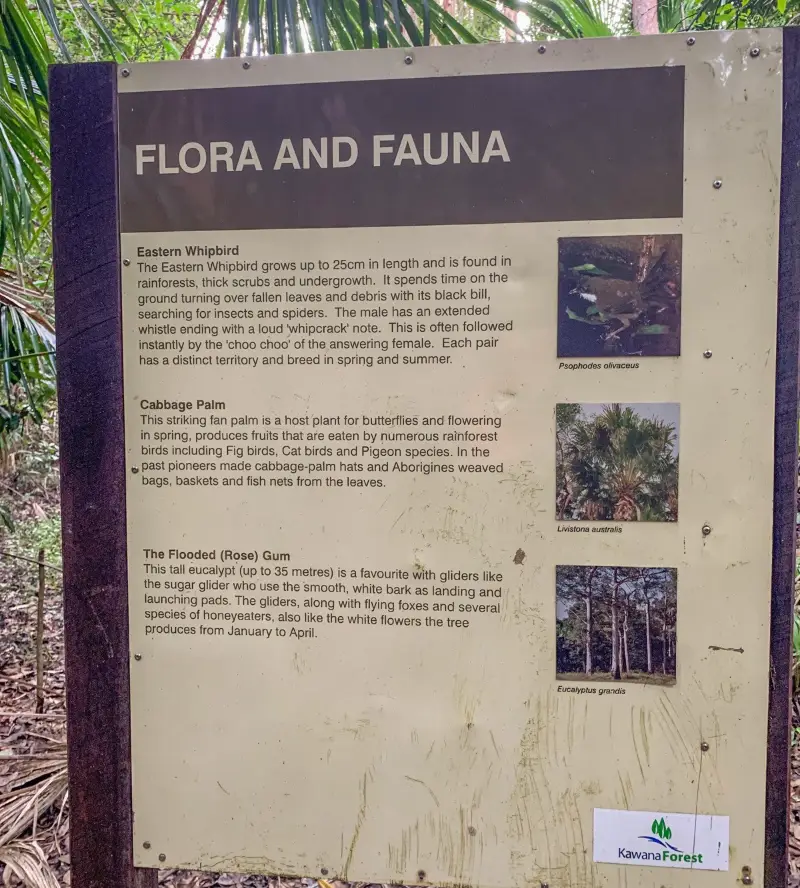 Kawana Forest: Nature Walk