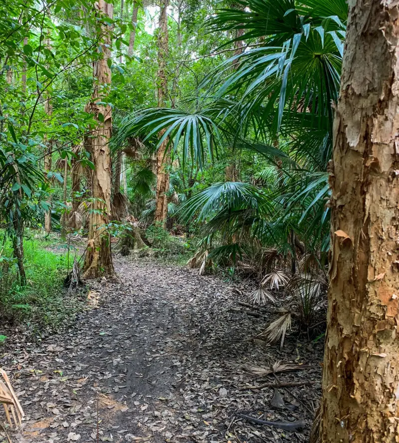 Kawana Forest: Nature Walk