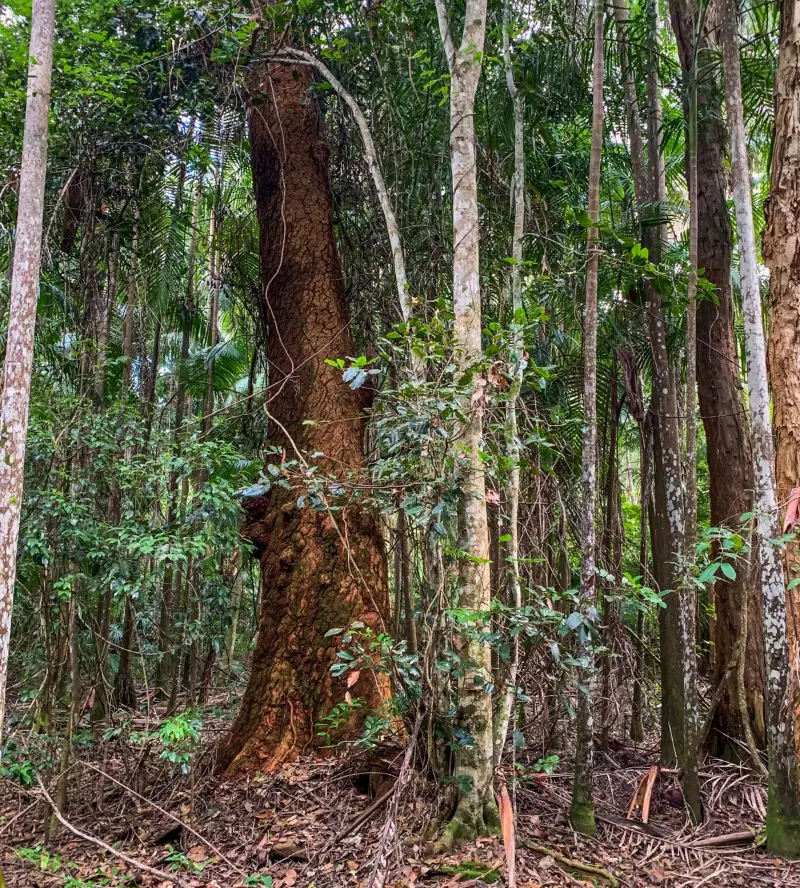Kawana Forest: Nature Walk