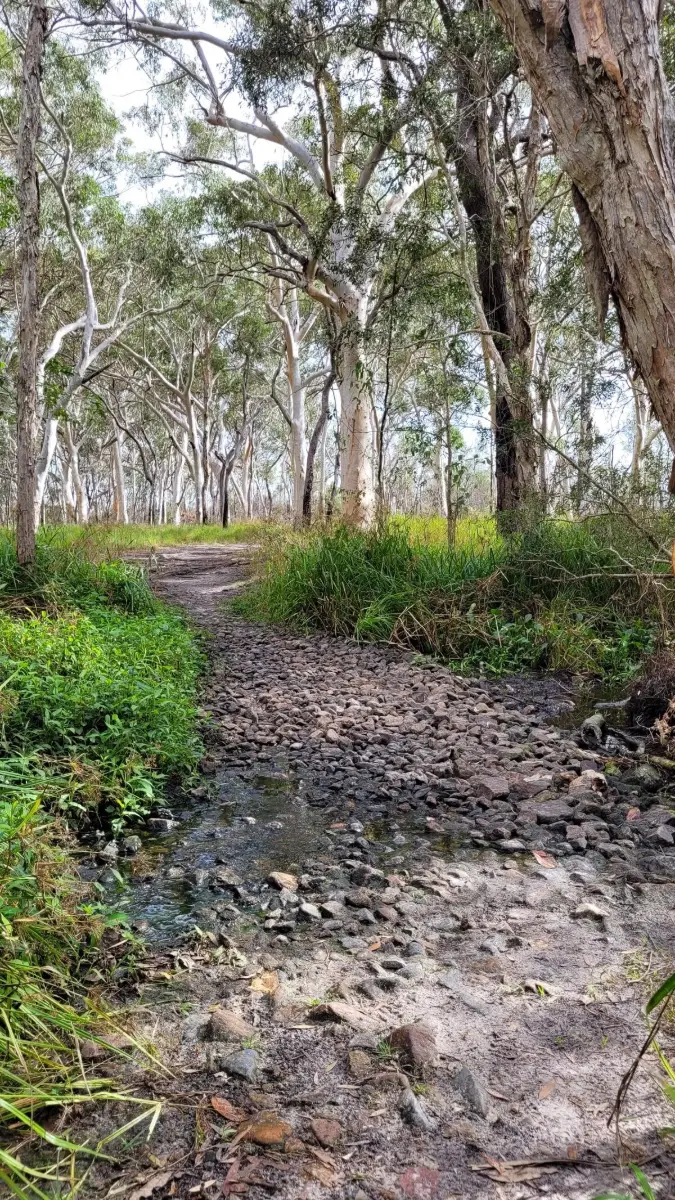 Mooloolah River National Park: Mooloolah River Section