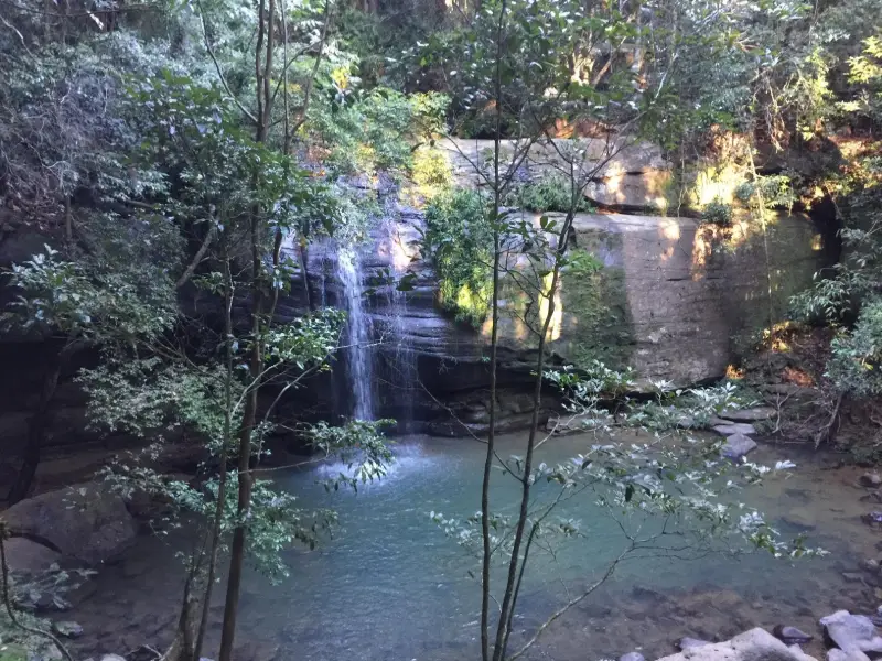 Buderim Forest Park: Falls Loop