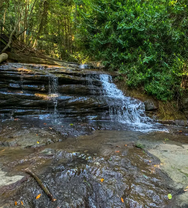 Buderim Forest Park: Falls Loop