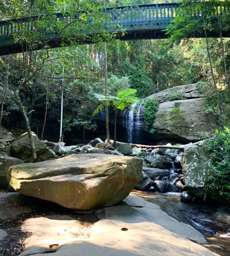 Buderim Forest Park: Falls Loop