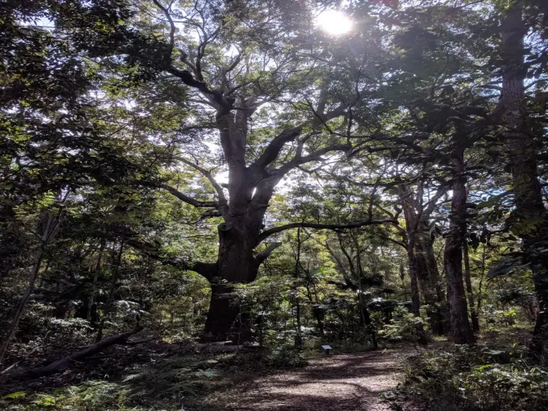 Ben Bennett Bushland Park
