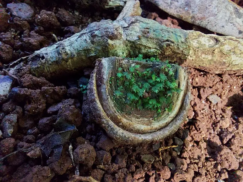 Mary Cairncross: Rainforest Walk