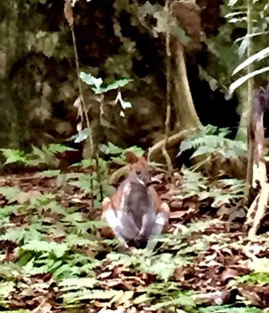 Mary Cairncross: Rainforest Walk