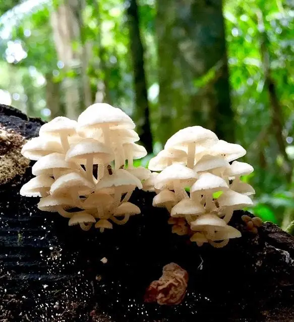 Mary Cairncross: Rainforest Walk