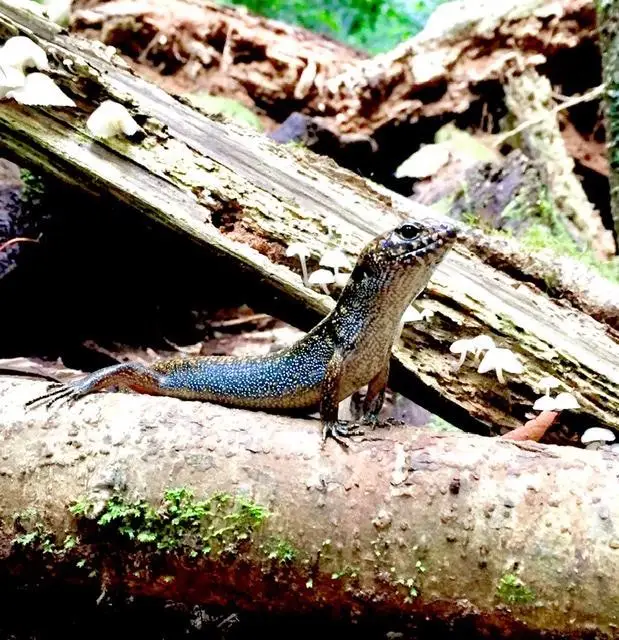 Mary Cairncross: Rainforest Walk