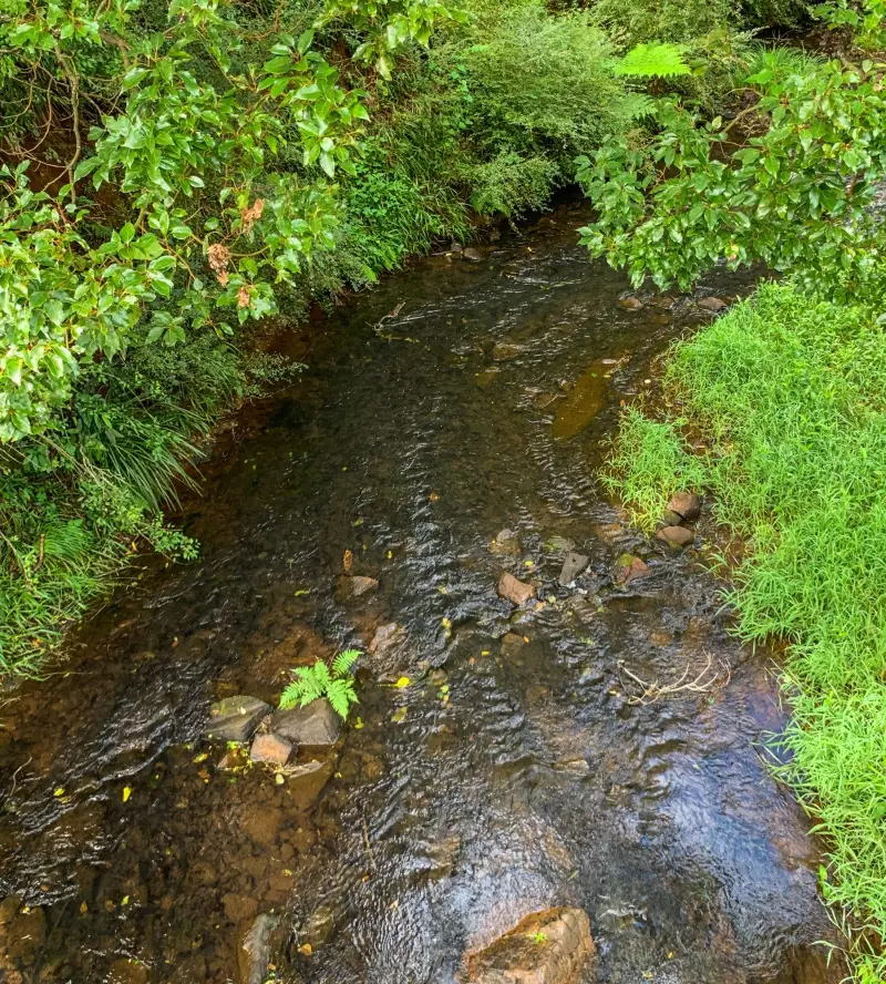 Maleny Boardwalk: Platypus Walk