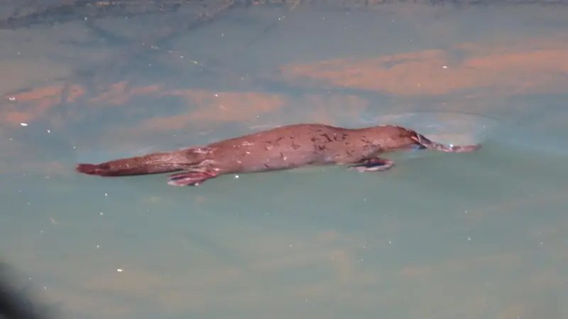 Maleny Boardwalk: Platypus Walk
