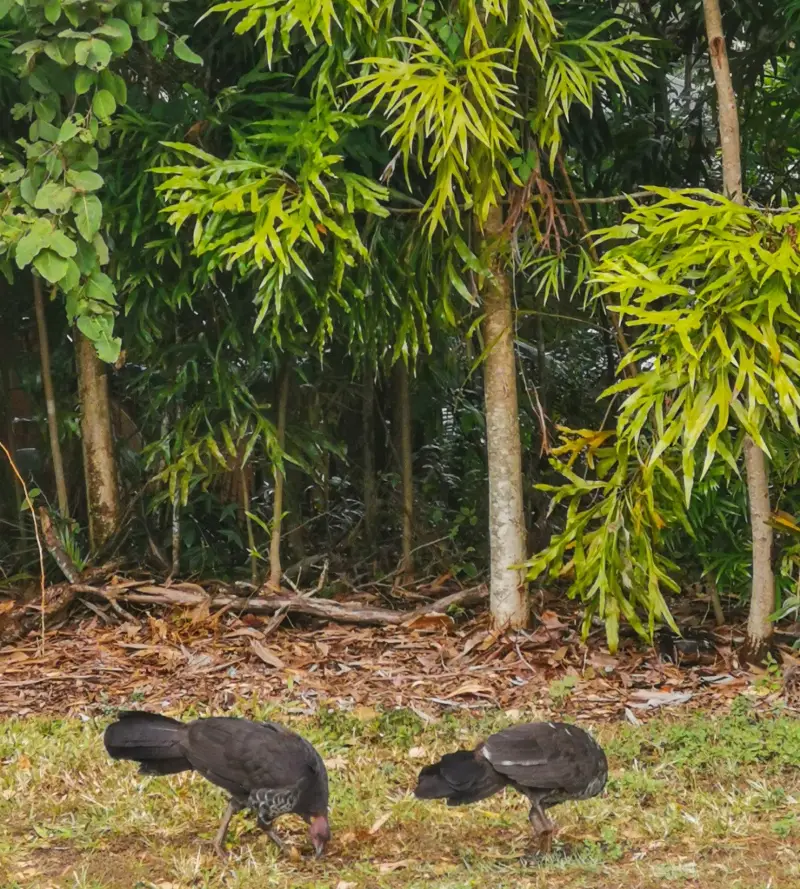 Buderim Walks: Mountain Creek Circuit