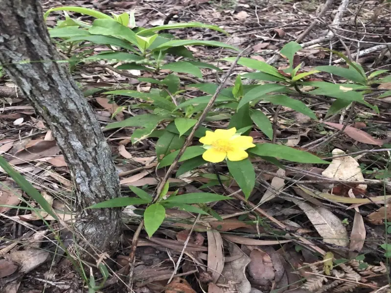 Buderim Walks: Mountain Creek Circuit