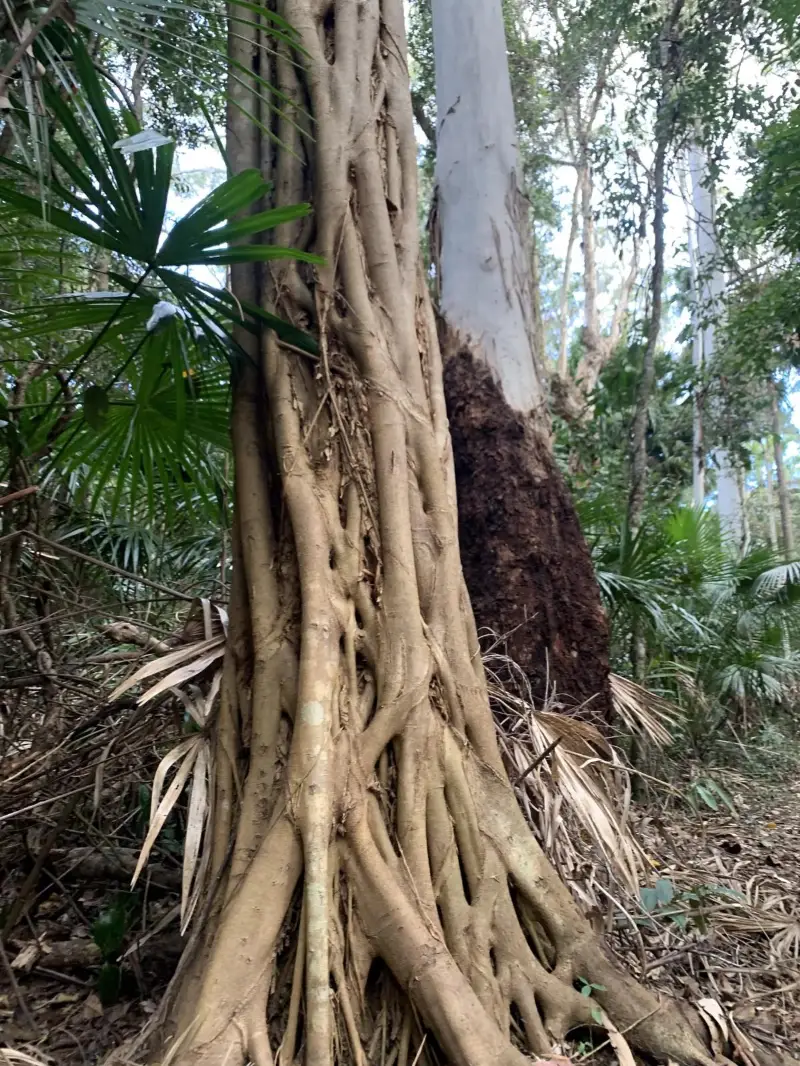 TEMPORARY CLOSURE - Kawana Forest: River Trail