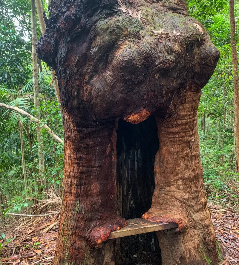 Sunshine Coast Hinterland Great Walk: Baroon Section