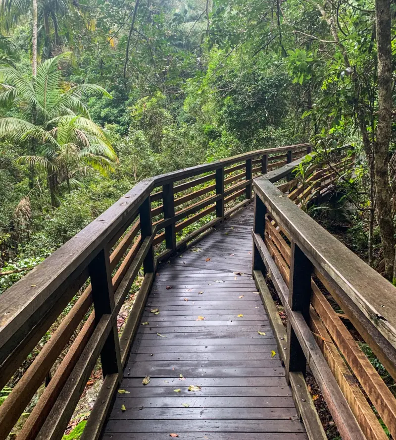 Sunshine Coast Hinterland Great Walk: Baroon Section