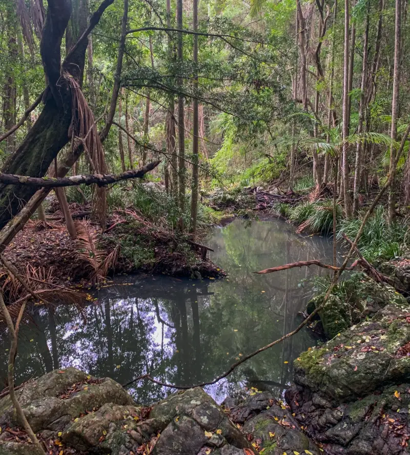 Sunshine Coast Hinterland Great Walk: Baroon Section