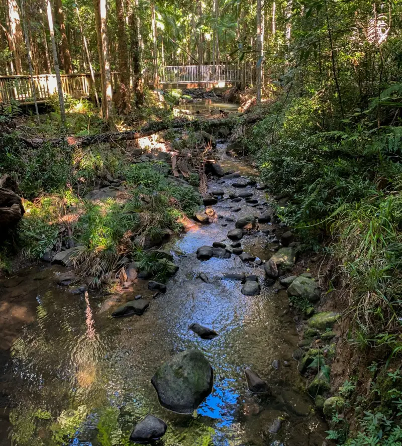 Buderim Forest Park: River Walk
