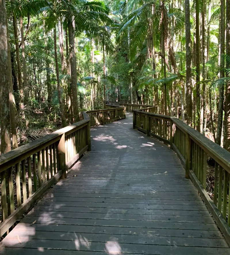 Buderim Forest Park: River Walk