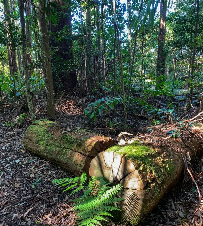 Mooloolah River National Park: Mooloolah River Circuit