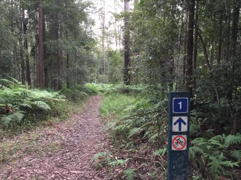 Mapleton National Park: Kureelpa Falls Circuit