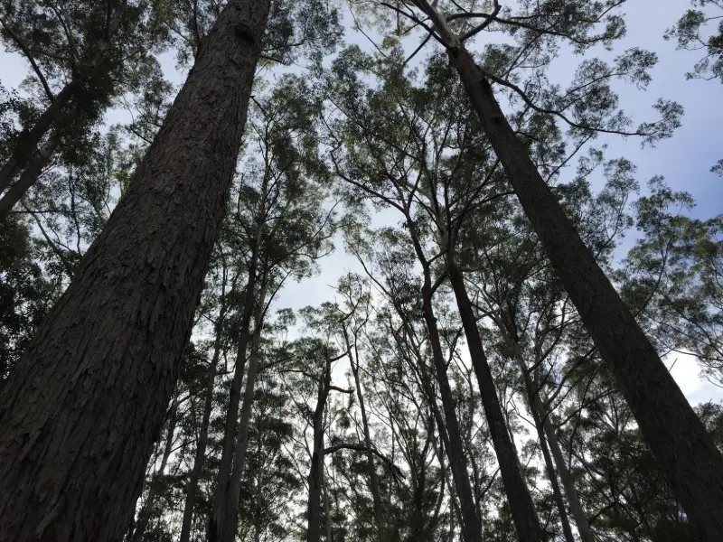 Mapleton National Park: Pilularis Forest Walk