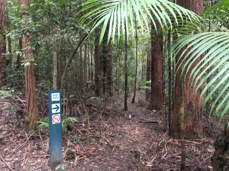 Mapleton National Park: Piccabeen Circuit