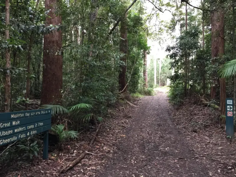 Mapleton National Park: Piccabeen Circuit