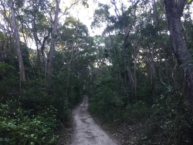 Noosa National Park. Sunshine Beach Section to Alexandria Bay