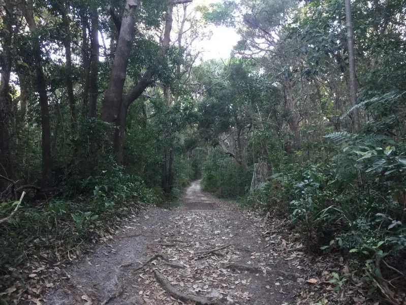 Noosa National Park. Sunshine Beach Section to Alexandria Bay
