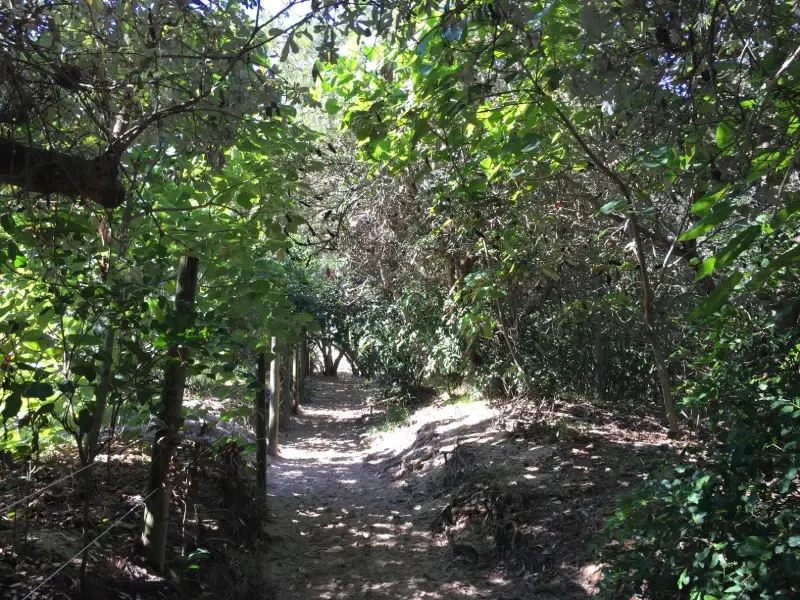 Pincushion Island Beach Walk