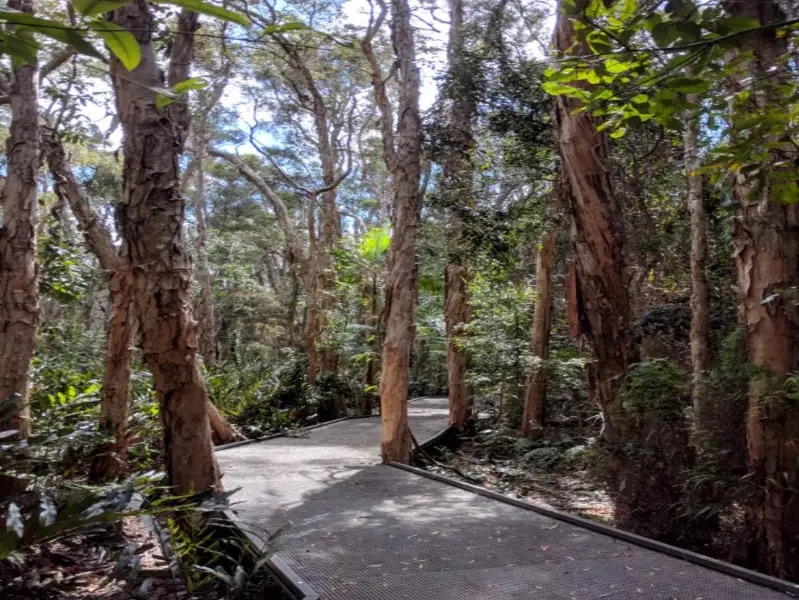 Maroochy Wetlands Boardwalk
