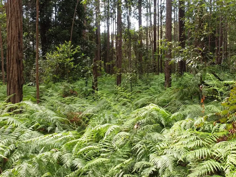 Ewen Maddock Dam: Ferny Forest MTB Loop