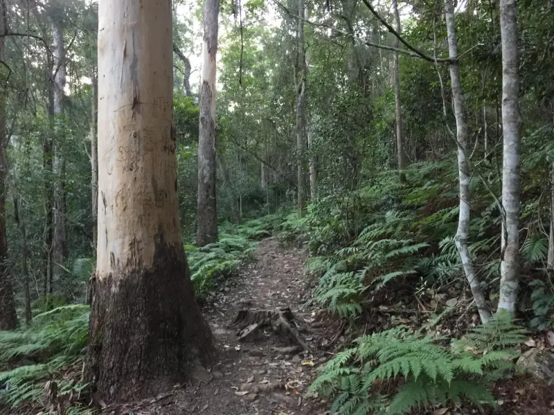 Conondale National Park: Booloumba Falls