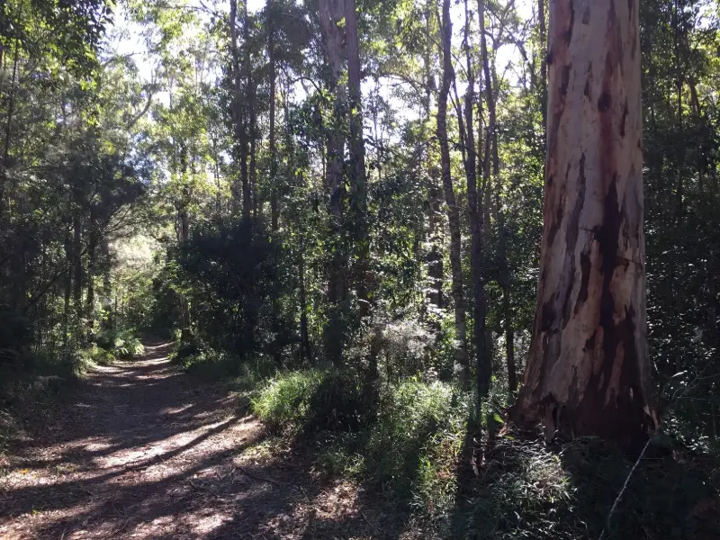 Mapleton National Park: Gheerulla Short Loop
