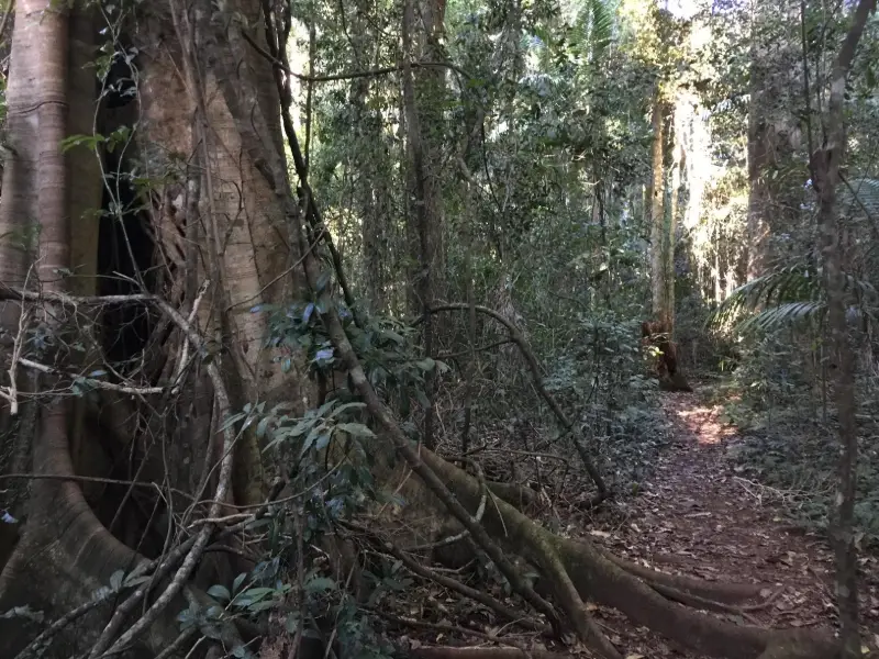 Conondale National Park: Booloumba Gold Mine Walk