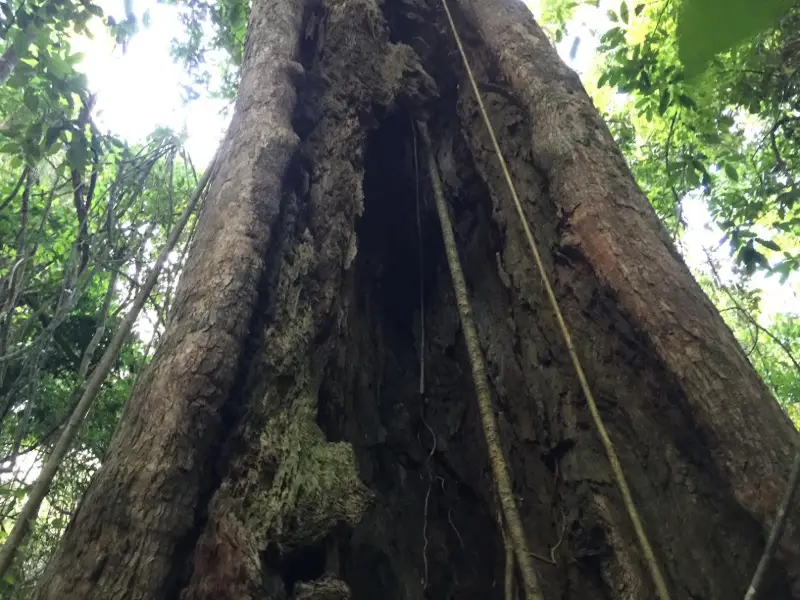 Conondale National Park: Booloumba Gold Mine Walk
