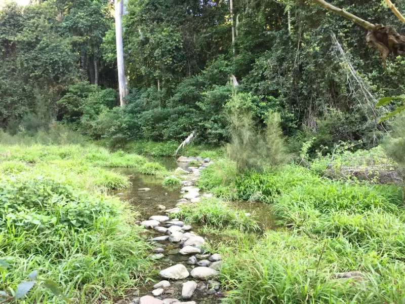 Conondale National Park: Booloumba Gold Mine Walk