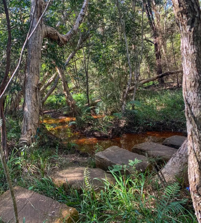 Glass House Mountains National Park: Trachyte Circuit
