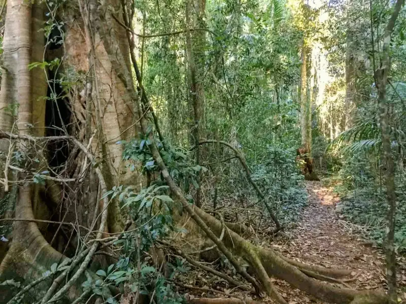 Conondale National Park: Booloumba Creek & Strangler Cairn