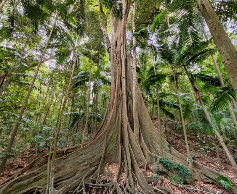 Imbil State Forest: Fig Tree Walk