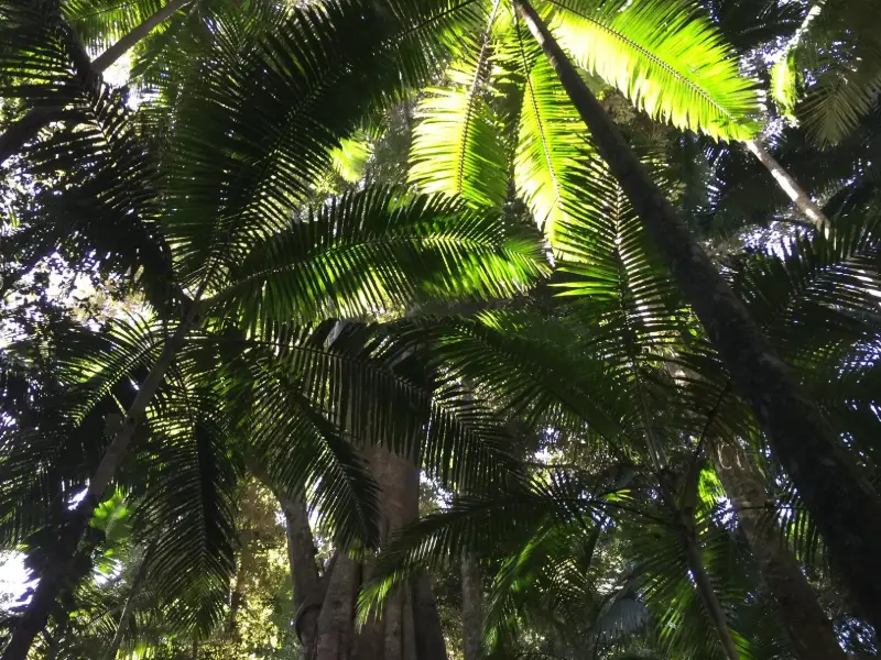 Imbil State Forest: Fig Tree Walk