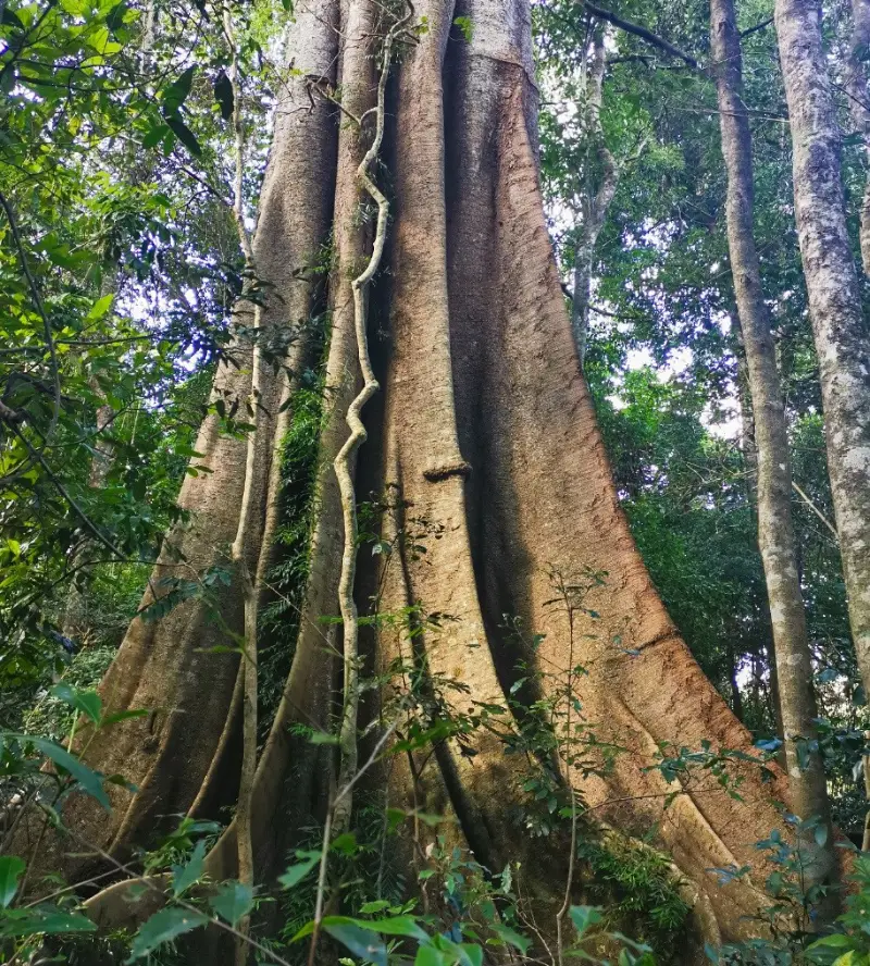 Imbil State Forest: Fig Tree Walk