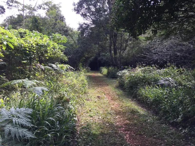 Maleny Trail to Reynolds Crossing