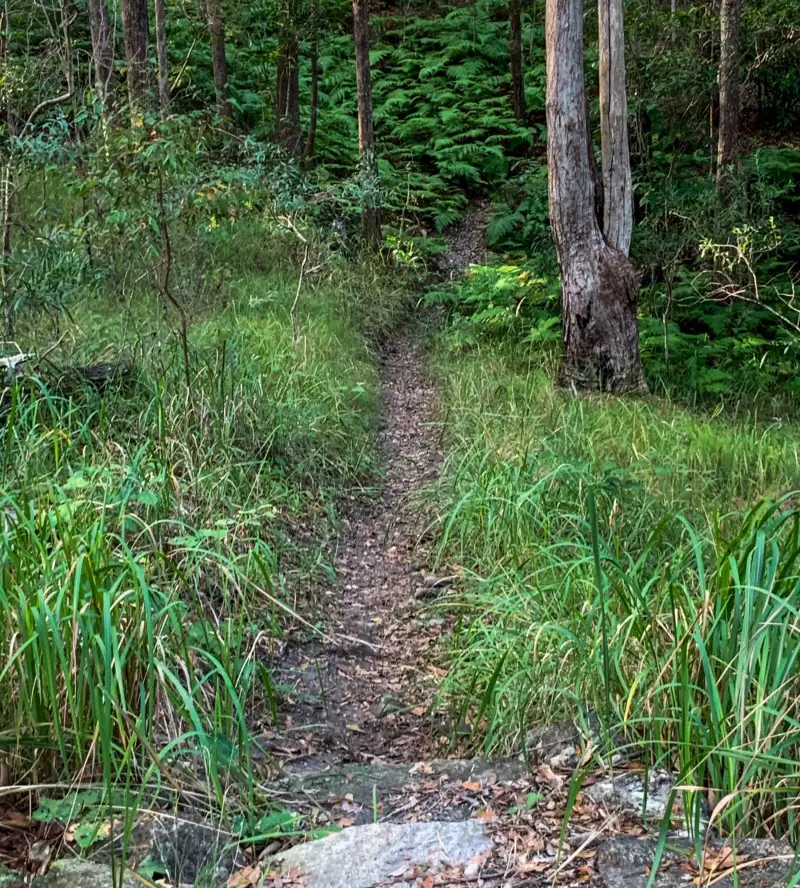 Ninderry Bushland Conservation Reserve: Walk to Wedgetail Court