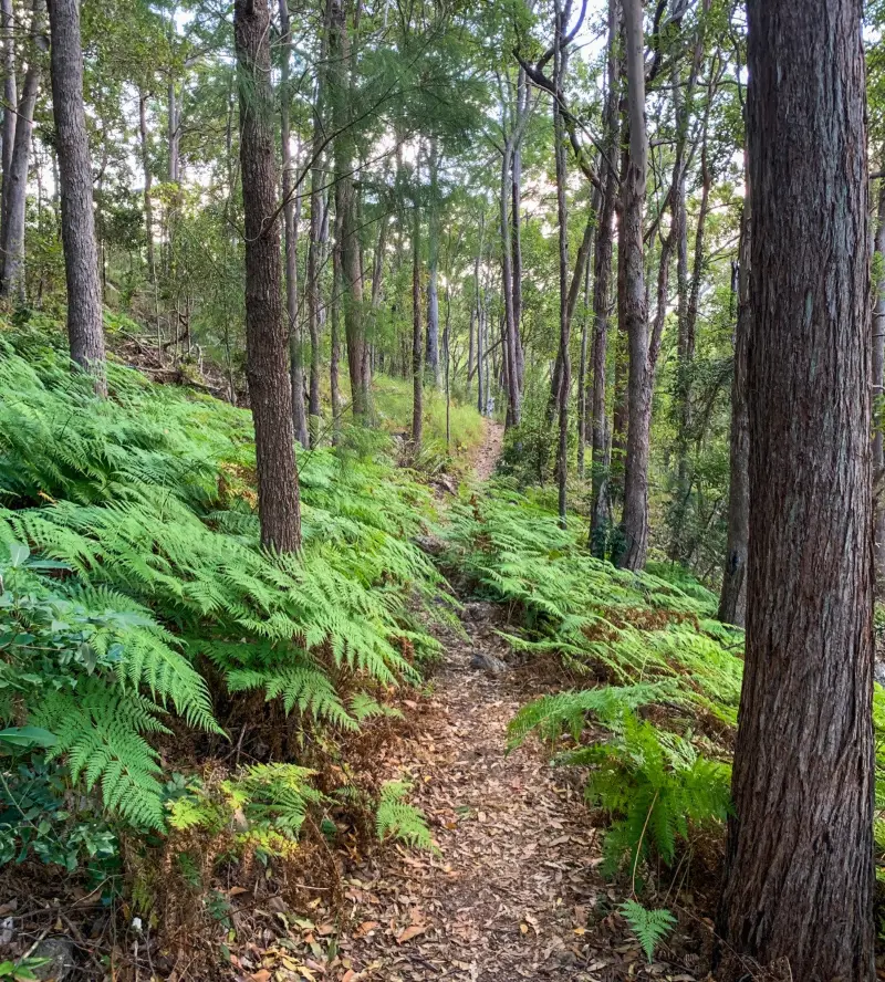 Ninderry Bushland Conservation Reserve: Walk to Wedgetail Court