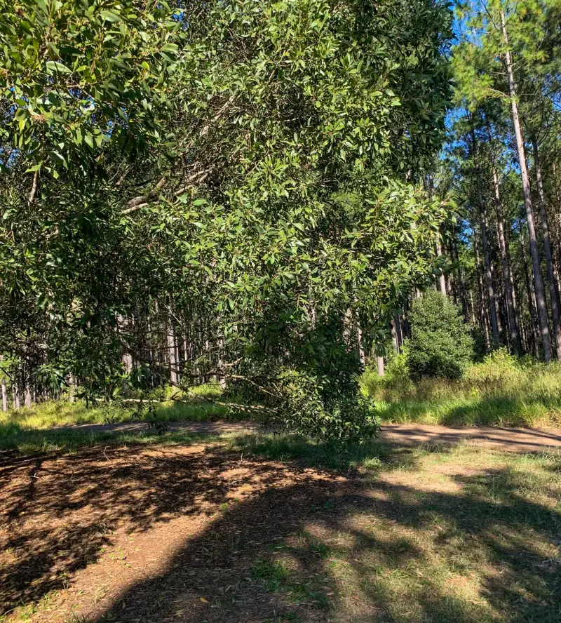 Beerwah State Forest: Bora Ring