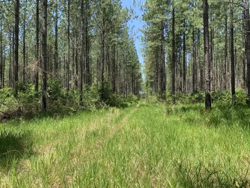 Ramms Road Trail (East of M1)