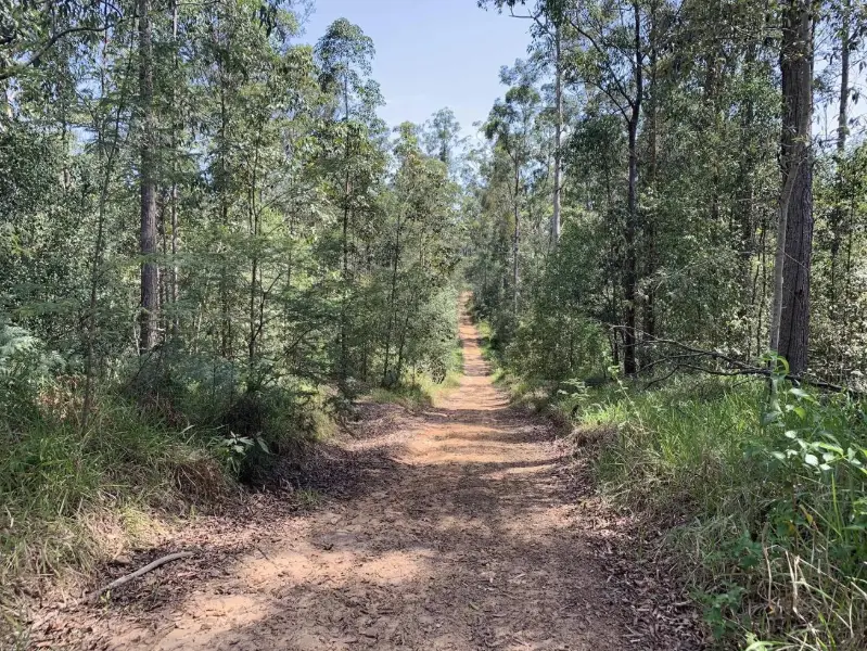 Peachester State Forest: Long Trail